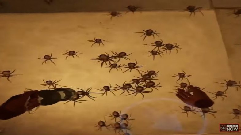 many spiders crawling on the floor