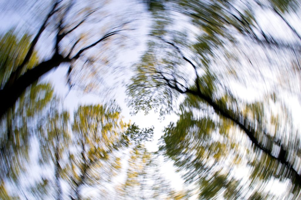 dizzy view of trees